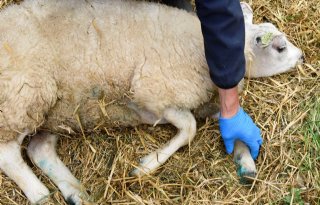 Eerste geval van blauwtong in Frankrijk