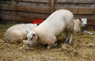 Blauwtong treft zeker 700 schapenbedrijven en 300 rundveebedrijven