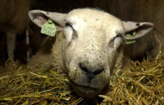 Aantal blauwtongbesmettingen binnen schapenbedrijven loopt snel op