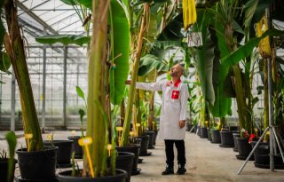 Bananenreus Chiquita zet in op sterkere rassen