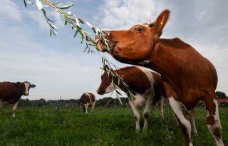 'Bomen en struiken passen bij melkvee'