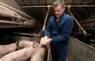 Structuur in voer noodzaak voor vleesvarken