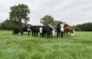 Uitwerking overgangsgebieden kan kansen bieden