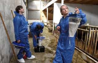 Helft knutten besmet met blauwtongvirus