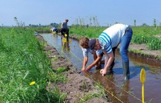 Experiment met rijstteelt in veenweidegebied geen succesverhaal