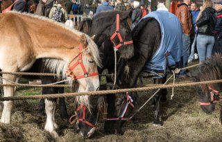 Paarden vinden andere weg naar klant