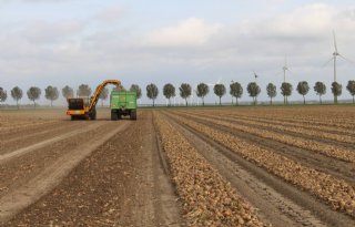 Uienmarkt is rustig, export loopt gestaag door