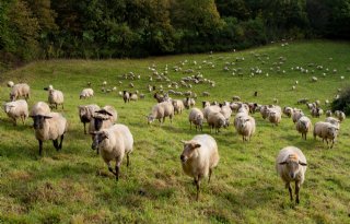 Minder schapen en runderen in Verenigd Koninkrijk