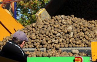 Fritesindustrie houdt vast aan lagere productie