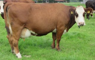 Familie Goudbeek in Epe heeft de Blaarkop van het jaar