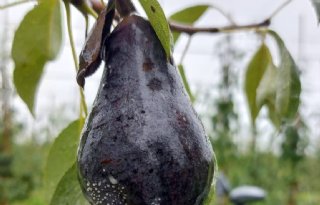 Naktuinbouw vindt minder aantasting door bacterievuur bij controles