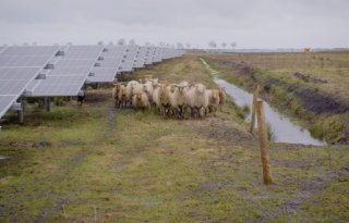 'Als plantenteler denk ik: zonneparken, moet dat nou? Als ondernemer zie ik dat anders’