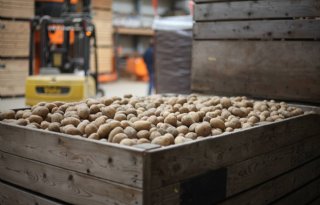 Verklaring bij klasse B verruimt beschikbaarheid pootgoed