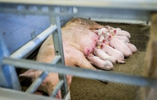 Grotere vraag brengt biggen in beweging