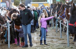 Volop handel bij traditionele paardenmarkt in Hedel