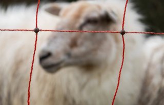 Weinig lijn in subsidieregelingen tegen wolf