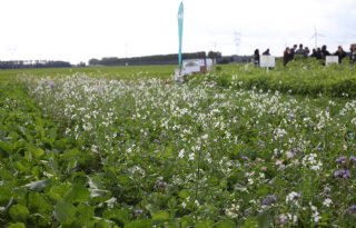 Aansturen microbiomen zorgt voor weerbaardere planten