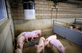 Forse methaan- en ammoniakreductie bij dagontmesting biggen en vleesvarkens