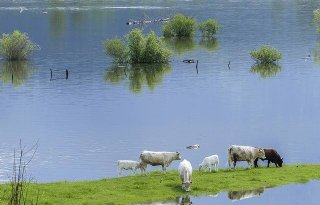 Belgen vrezen problemen diergezondheid na wateroverlast