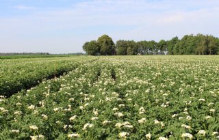 Volledige bestrijding aardappelopslag stopt vermeerdering cysteaaltjes