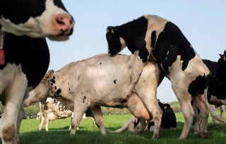 Gezondheid en welzijn hebben hoge prioriteit in fokdoel