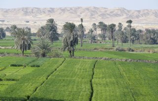 Egyptische landbouw: groot potentieel, ondanks hobbels