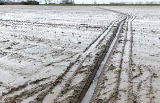 Waterschappen willen actie tegen 'waterbom' in Noord-Brabant