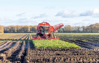 40 procent van het bietenareaal zit nog in de grond