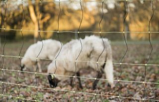 Meer wolvenaanvallen op vee in 2023