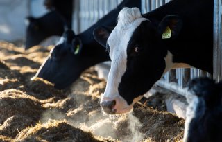 Rabobank: kosten methaanreductie melkvee moeten breder worden gedragen