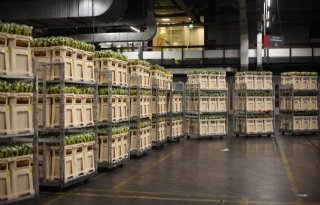 FloraHolland is volledig over op centraal veilen van rozen