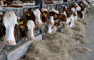 Smakelijke eerste snede vraagt om extra structuur