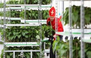 Sint en Piet planten paprika's in Betuwse kas