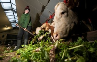 Koeien laten zich 'vergeten groente' goed smaken