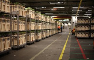 Bij FloraHolland meer rozen verkocht richting Valentijnsdag dan in 2023