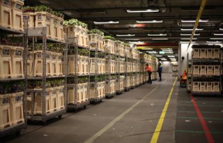 FloraHolland draait minder omzet in januari