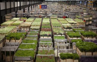 FloraHolland draait fors verlies in 2023