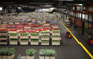 FloraHolland ziet lagere aanvoer in eerste weken van het jaar