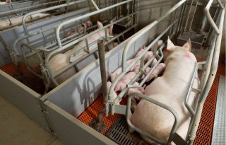 Royal GD zoekt zeugenhouders voor nulmeting dierenwelzijn