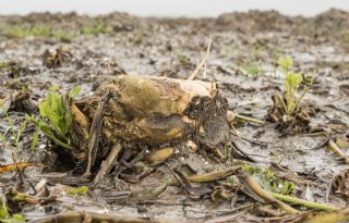 Ook controle opslag rode bieten vanwege vergelingsziekte