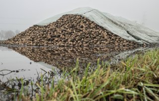 IRS roept op winddicht materiaal van bietenhoop te halen