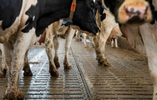 RDA pleit voor nationale gezondheidsagenda voor productiedieren