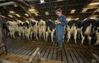 Boeren meten zelf mestgassen in hun stal