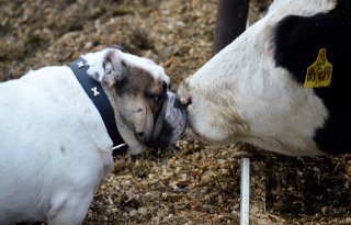 Hond van veehouder getroffen door blauwtong