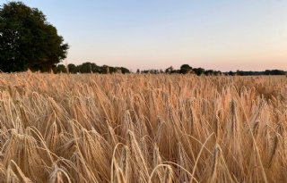 WUR start onderzoek naar duurzame teelt van brouwgerst