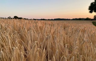 Duitse boeren zaaien meer wintergerst, maar minder wintertarwe