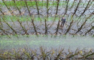 Hoogwater leidt nog niet tot grote problemen in fruitteelt