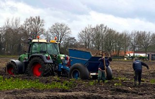 Akkerbouwer rooit laatste suikerbieten met de hand