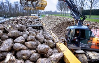 Nog 6.500 hectare bieten te rooien