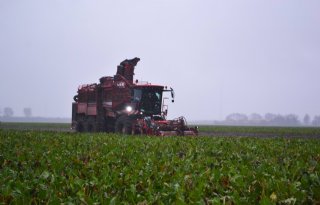 Suikergehalte stijgt naar 16,2 procent